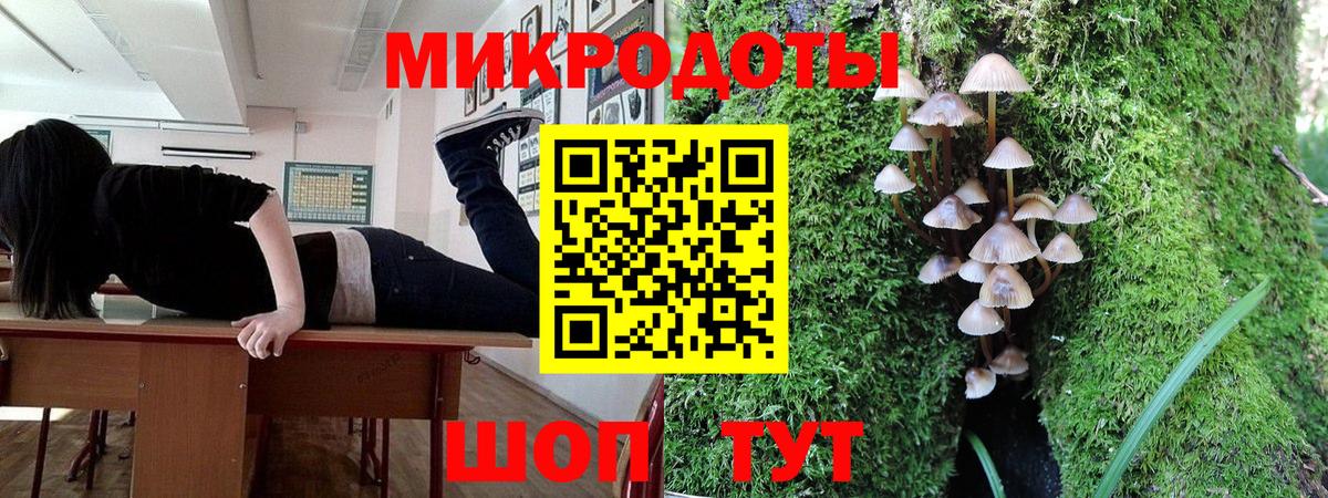 Псилоцибиновые грибы Psilocybe Клин